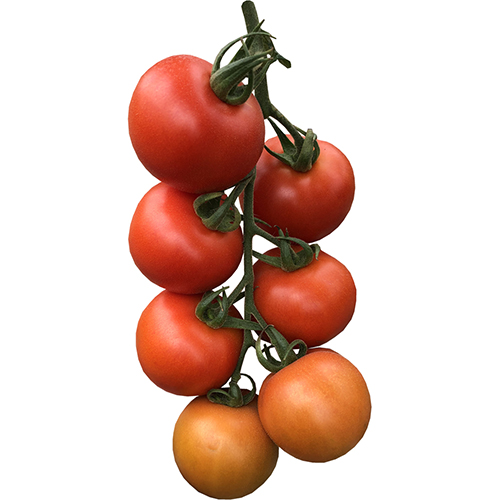 62f68dc364102_Tomate Ramonzyn