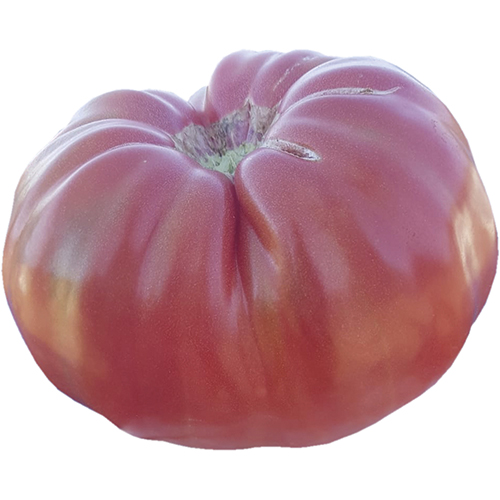 Tomate Belmonte Tomate Rosa