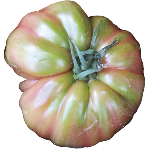 62f693b1419b7_Tomate Ponderosa