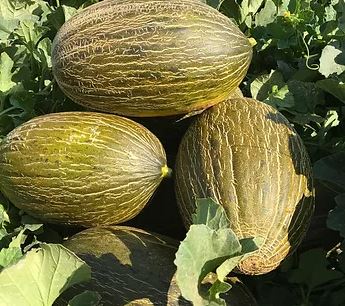 Melón Rockydulce F1