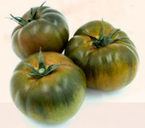 Tomate Big Sacher