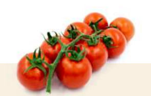 Tomate 192-573