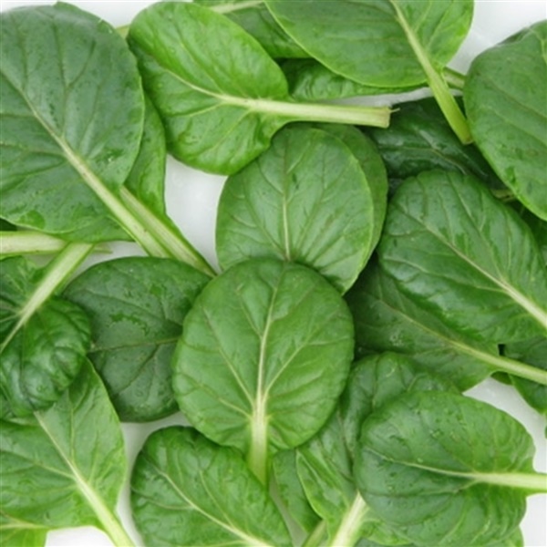 630cd12c45783_Pak Choi Tenax