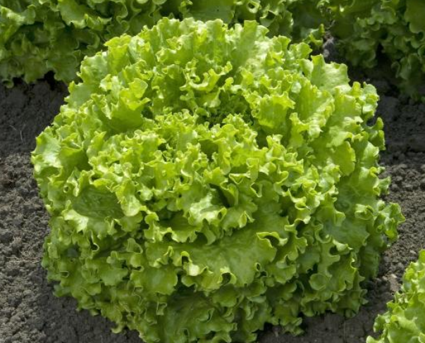 Lechuga Exquise