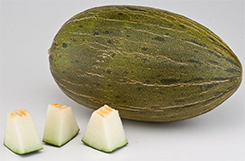 Melón Velasco F1 Melón