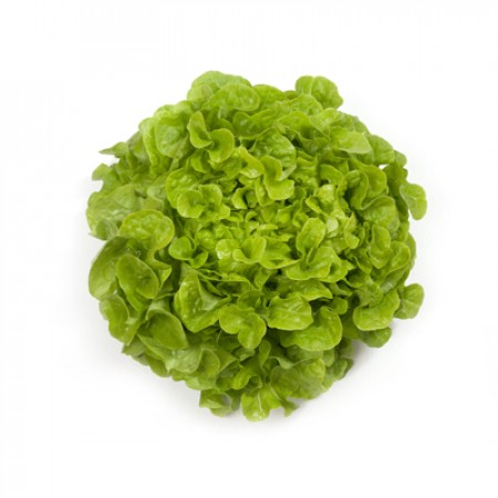 Lechuga Kirinia RZ