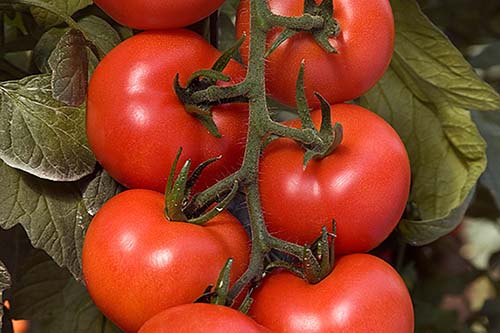 Tomate Paladium F1