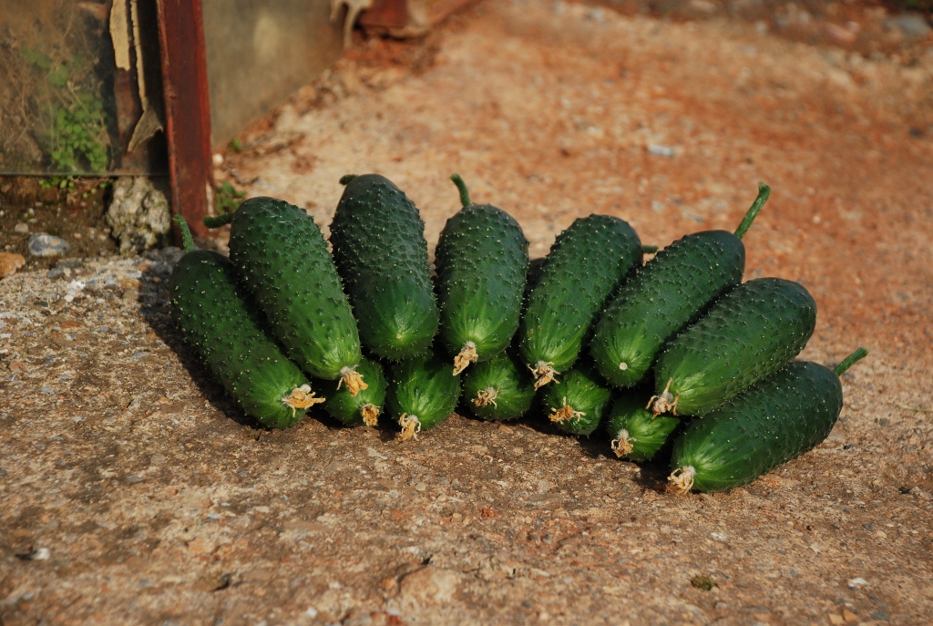 62c0591b67667_Pepino Ronda