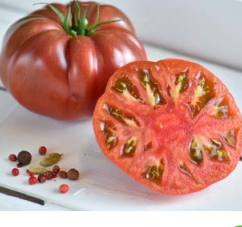 Tomate MARNOUAR HF1