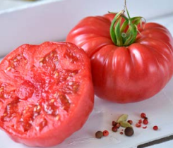 Tomate MARPINK HF1