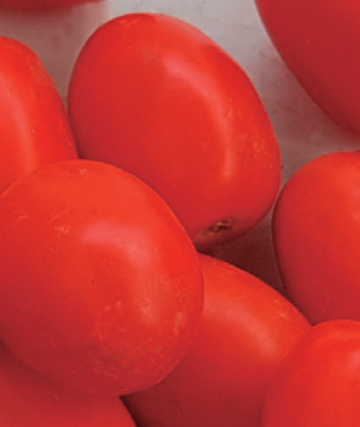 Tomate N 0296 F1