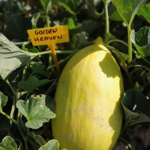 Melón Golden Heaven F1