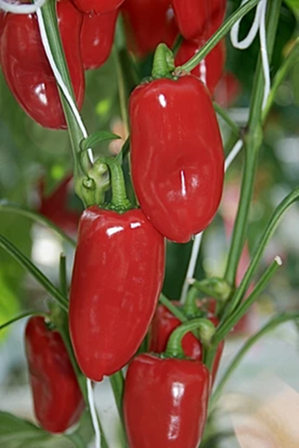Pimiento Snacking Red F1