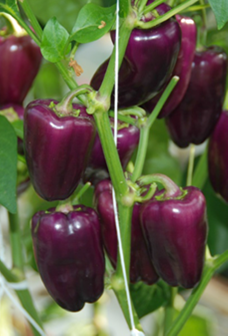 Pimiento Snacking Purple F1