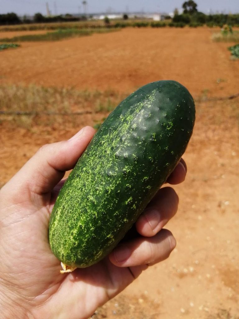 Pepino Multipick F1