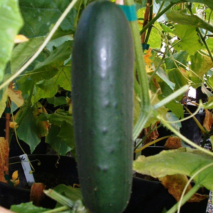 Pepino Portobello F1