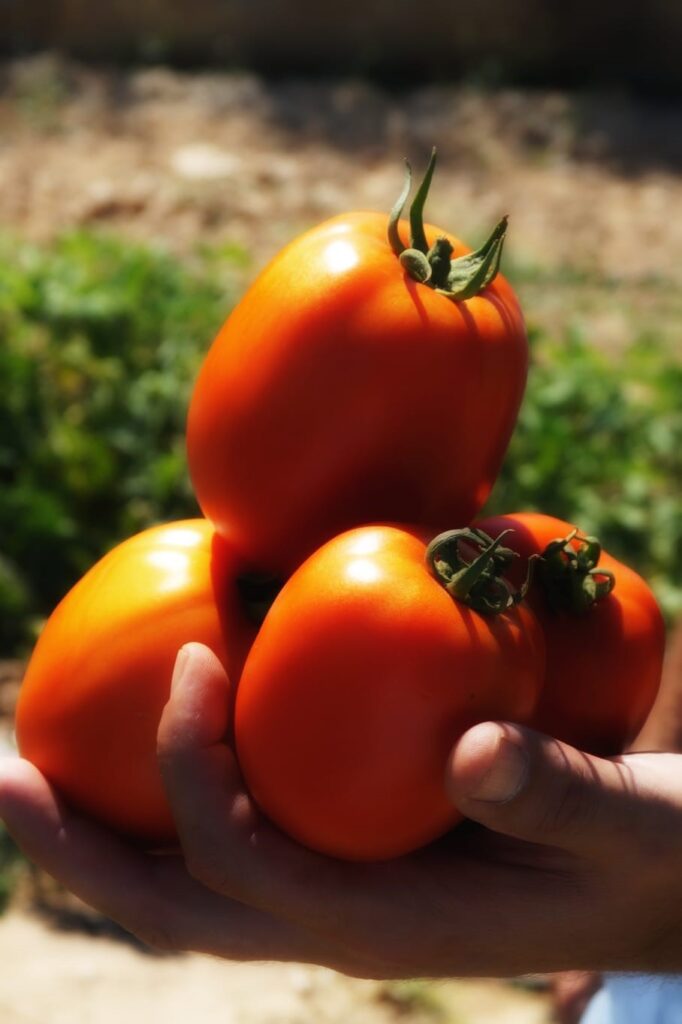 Tomate Piktorum F1