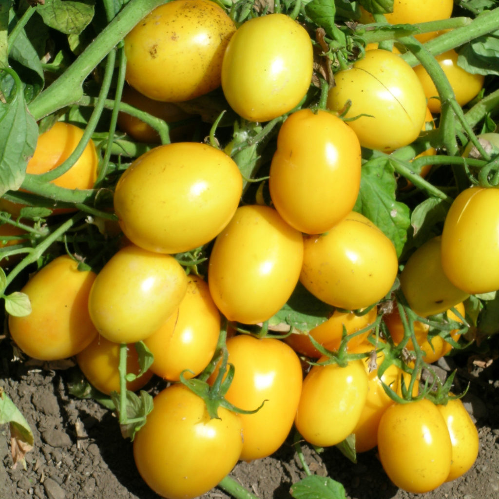 Tomate Yellow River F1