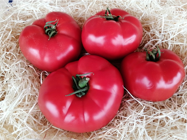 Tomate Euforia F1