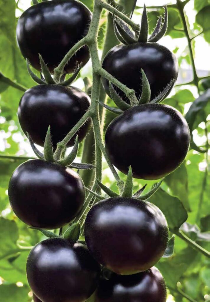 Tomate UG 5130 F1 (Black Magic)