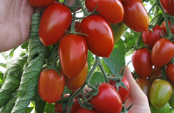 Tomate Salinas