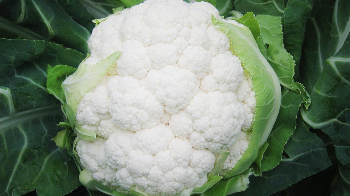 Coliflor Belot F1