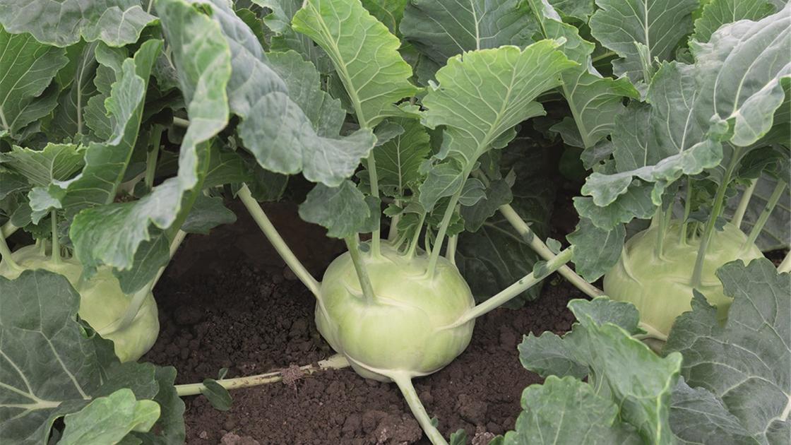 64956f3f910a7_KODIAK