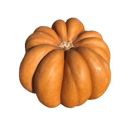 Calabaza Musquée de Provence