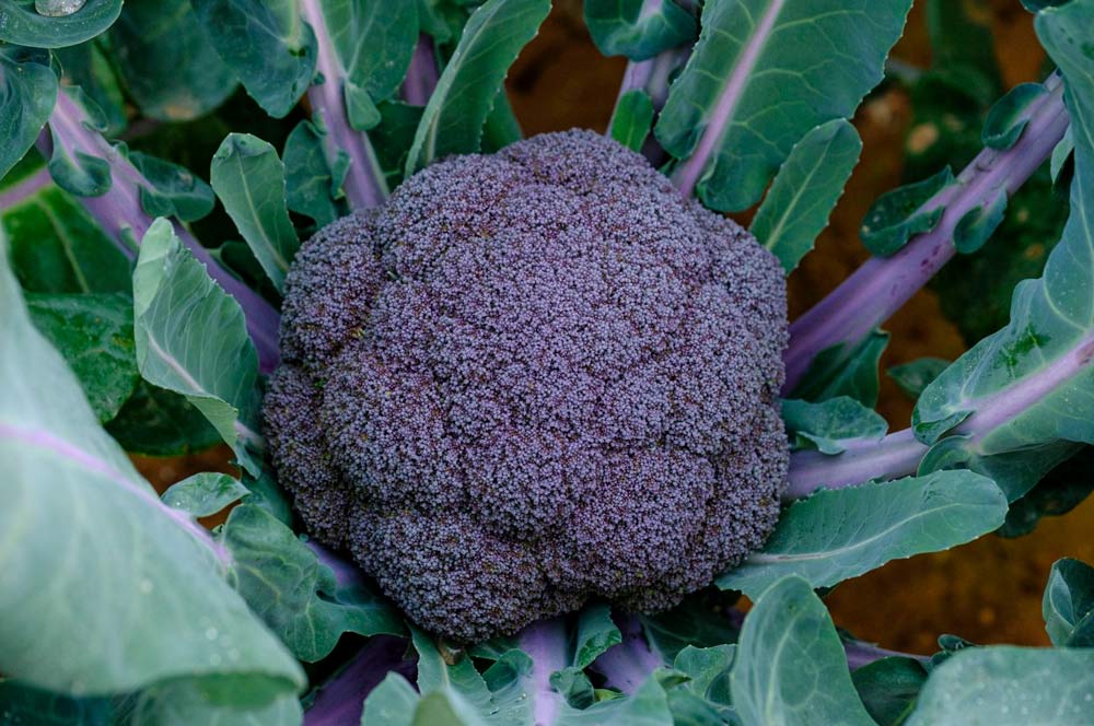 64be3bd6d755a_brocoli morado