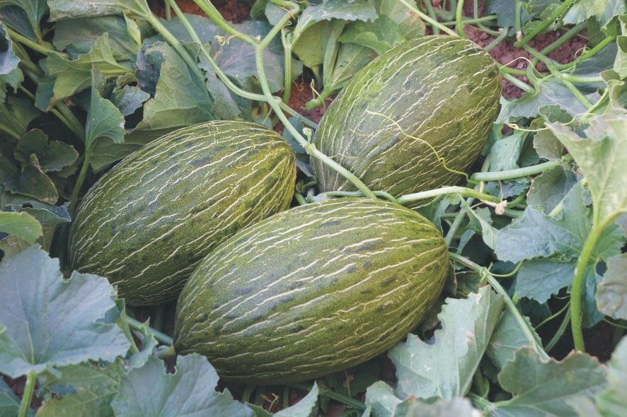 Melón Oretano