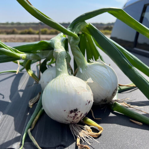 Cebolla White Moon F1