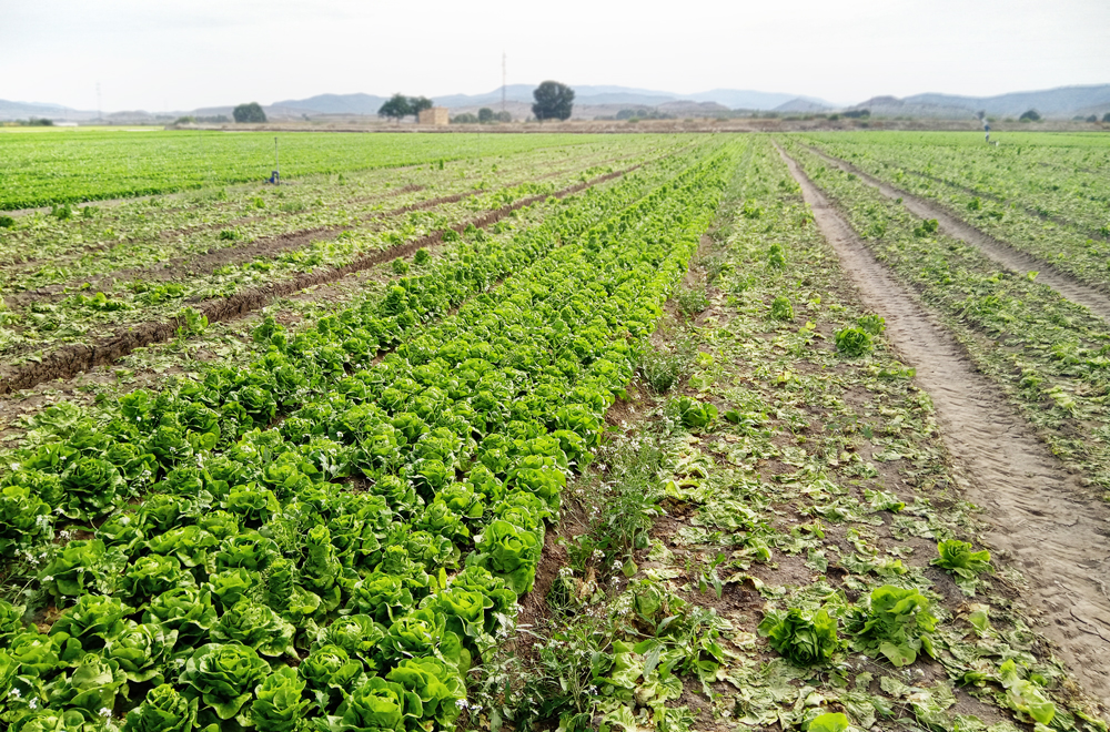 64feac40cf491_Foto-campo-lechugas-Stabilis