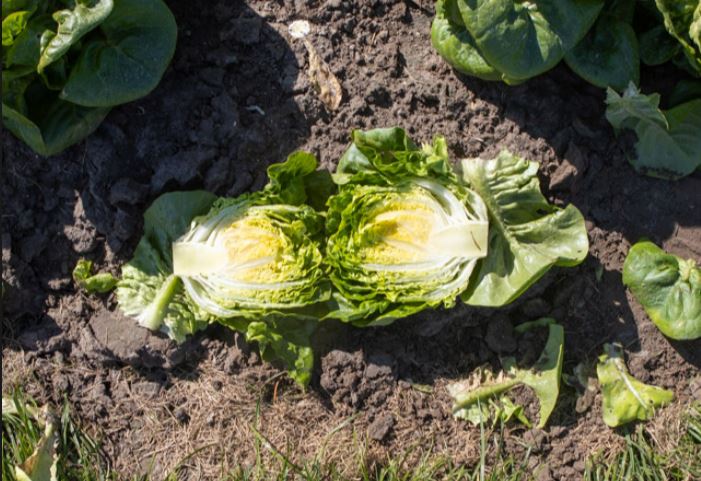 Lechuga Alborada