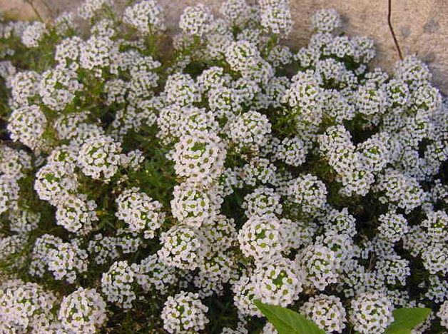 672ca88ed8bb8_lobularia