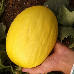 Melón Douro F1