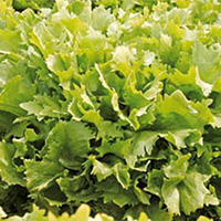 62cfea1f20d88_200x200-lechuga-y-escarola-brillantes