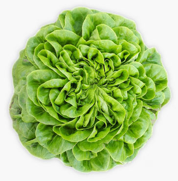 Lechuga Canaigo