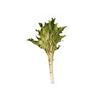 Lechuga Crispita