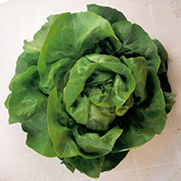 62d023e6a9f75_200x200-lechuga-y-escarola-daguan