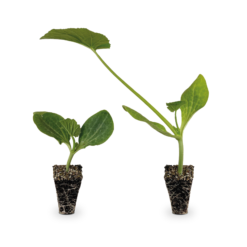 6810968ac1f41_Calabacin-Babyplant-Trasplante-Portada