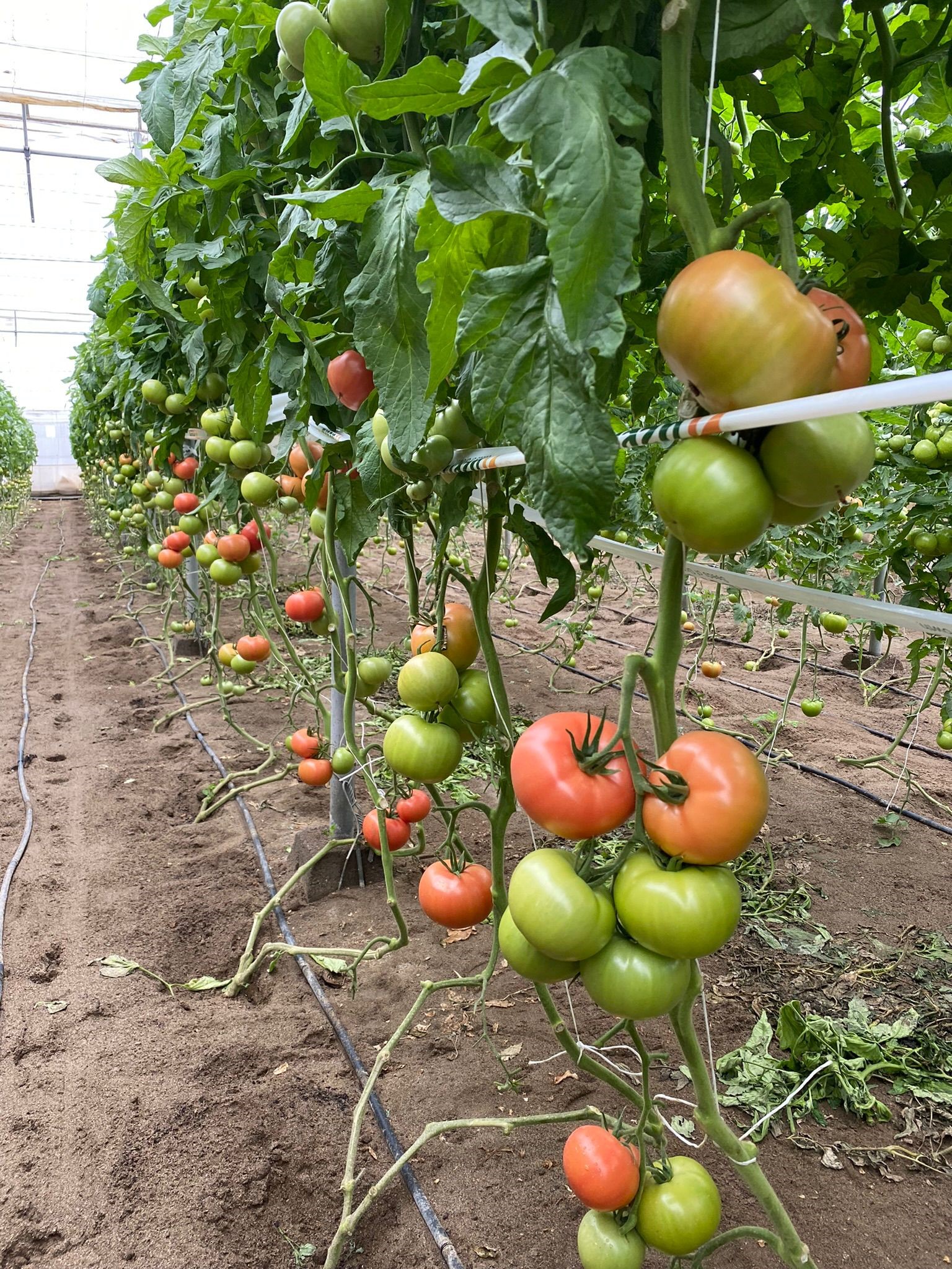 Tomate Manistella