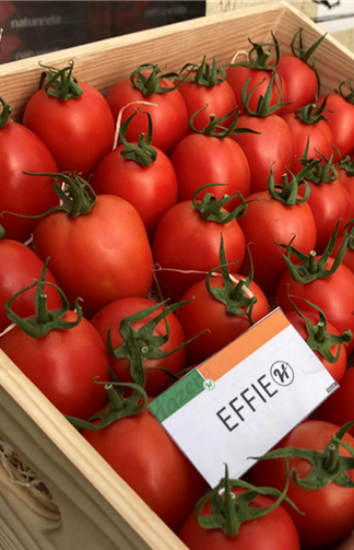 62d1807f4cff9_Tomate Effie