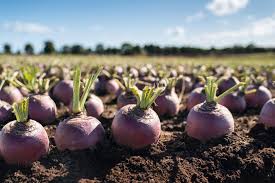 685c22fc2c361_download