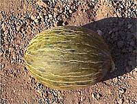 6931753bc15ce_download