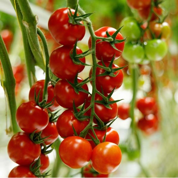 694eb7beeb90e_rexoso