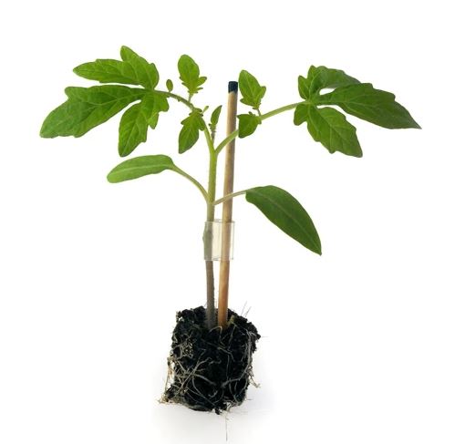 694ebb259aa39_callum