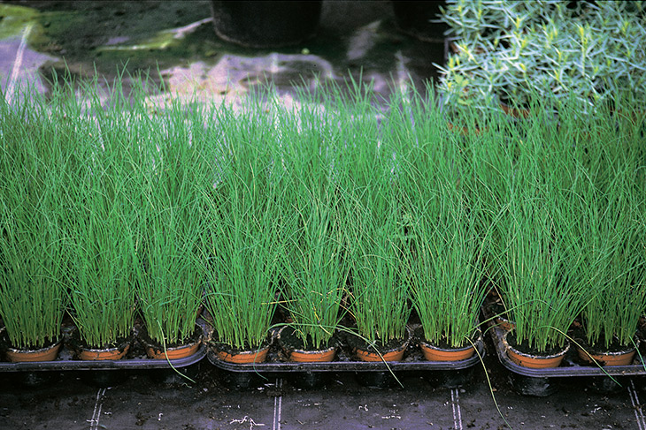 694f95460a4aa_cibo-polystar