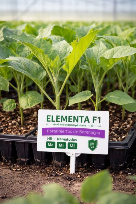 6957baef9749a_elementa