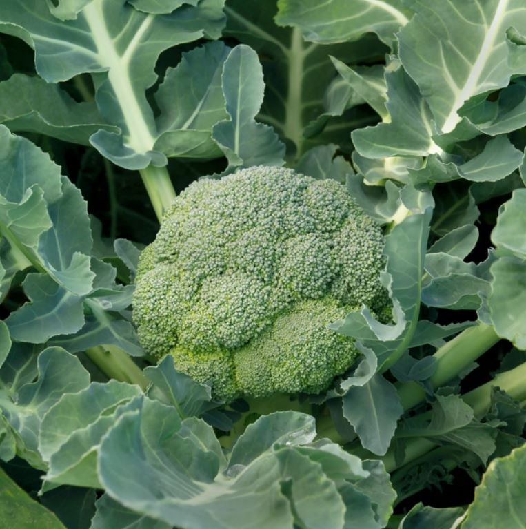 6957c0920ce1e_monfils