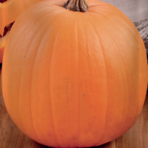 62e4e52c6b18c_Calabaza hallowen-babyplant